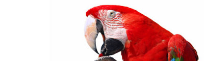 Be careful if you teach your parrot to talk! teach your parrot to talk