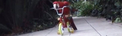 Is your parrot a Bradley Wiggins fan? parrot on bike