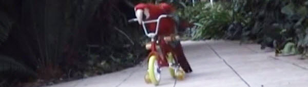 Is your parrot a Bradley Wiggins fan?