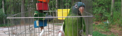 How to Clean your Bird Cage parrot in cage