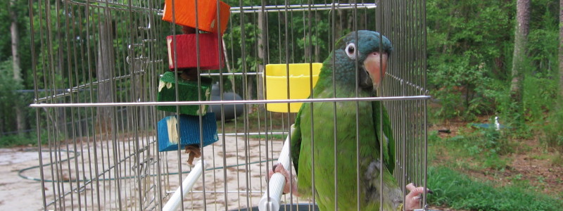 How to Clean your Bird Cage parrot in cage