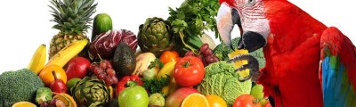 10 tips to give your parrot his 5-a-day Parrot eating fresh fruits and vegetables