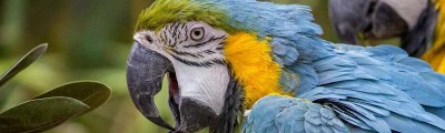 Why are parrots apparently able to talk? What makes parrots able to talk?